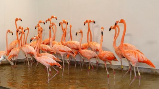 Fotos: así protegen a los animales ante el paso del huracán Irma