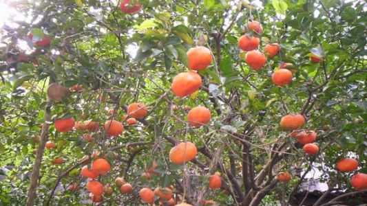 Murió una nena tras comer una mandarina arrancada de árboles