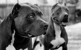 Dos Pitbull atacaron a un anciano en la casa de su hija y lo mataron