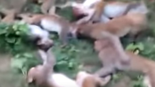 Doce monos murieron de un ataque al corazón al mismo tiempo al ser asustados por un tigre