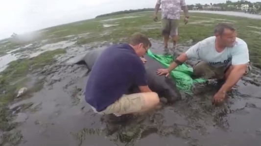 El rescate de manatíes tras el huracán Irma