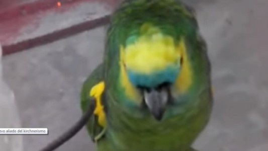 Video: el "loro peronista" que hace campaña por el kirchnerismo