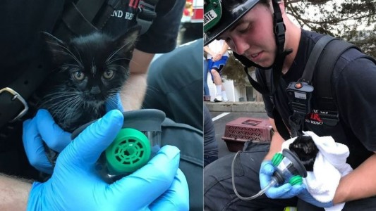 La conmovedora foto de un bombero al rescatar a un gatito de un incendio