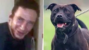 Horror en Inglaterra: el perro que consumió crack y mató a su dueño