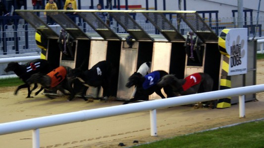 Escándalo en Irlanda: un galgo campeón dio positivo en cocaína