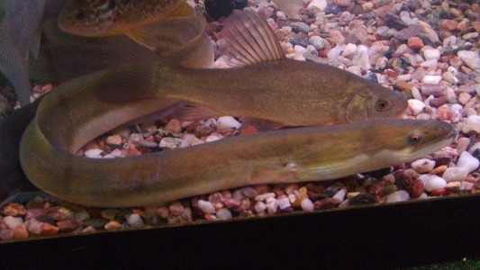 Video: esto puede hacerle a las personas una anguila que salta fuera del agua