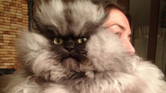 La ciencia desvela por qué los gatos tienen mal temperamento