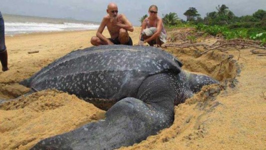Hallaron una tortuga gigante de 700 kilos en una playa de Barcelona