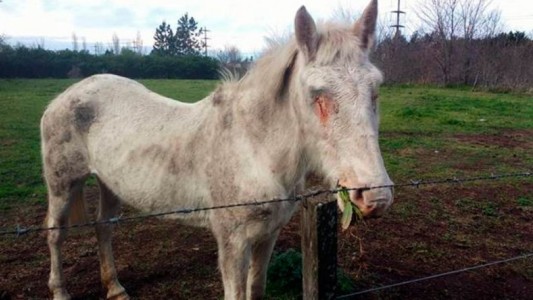 Horror en Lincoln: encontraron a una yegua abandonada y con los ojos arrancados
