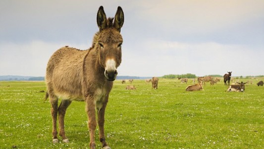 Espeluznante: un sudafricano fue detenido por tener sexo con un burro