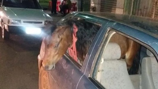 ¡De no creer! Un hombre manejaba borracho con un pony en el asiento de atrás del auto