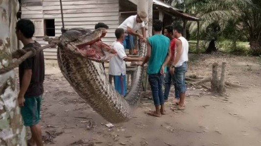 Fotos: se enfrentó en la calle a una pitón de 7 metros