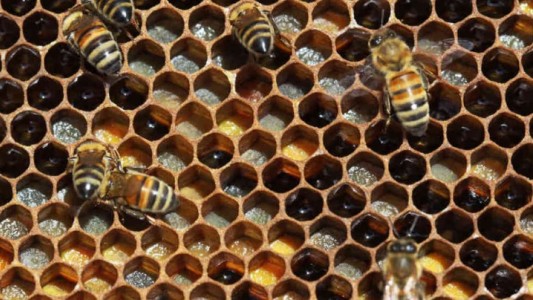 El 75 por ciento de la miel en todo el mundo contiene pesticidas que matan a las abejas