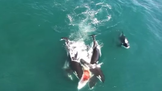 Impactante video: orcas cazan a una ballena