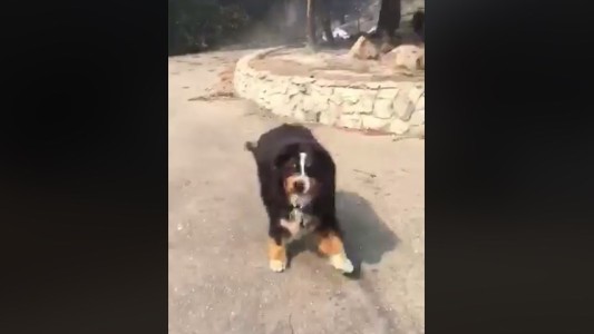 El conmovedor reencuentro de una familia con su mascota tras los incendios en California