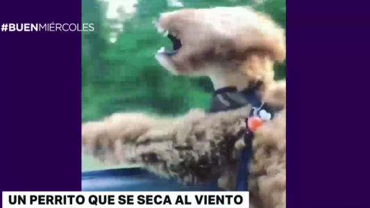 El tierno video de un perrito que se seca al viento