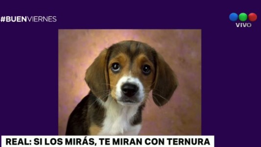 Prueban que los perros "miran con ternura" sólo cuando son observados