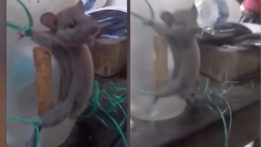 El extraño video del comerciante de India que ató y azotó a un ratón
