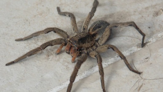 India: fue al hospital por un dolor de cabeza y le sacaron una araña viva del oído