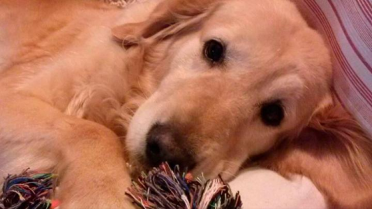 El joven que vendía su Playstation 3 por Twitter para pagar la operación de su perra