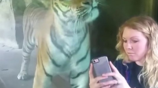La tierna reacción de un tigre ante una mujer embarazada