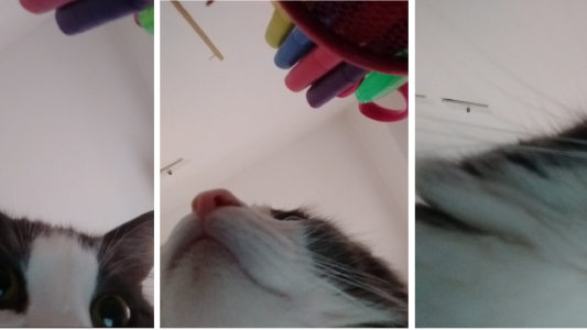 Una chica publicó las selfies que su gato se sacó con su celular y estallaron las redes