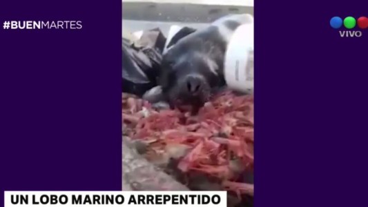 Video: un lobo marino arrepentido
