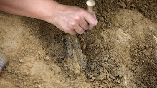 Hallazgo de fósiles: rata prehistórica sería el ancestro más antiguo del hombre