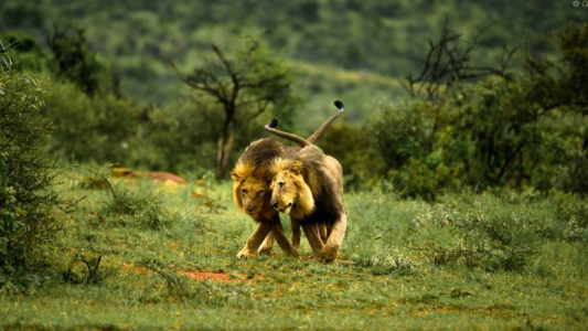 Insólito: en Kenia culpan al turismo gay por la homosexualidad de los leones