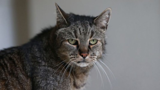 Un gato callejero es el principal sospechoso de un intento de homicidio en Japón
