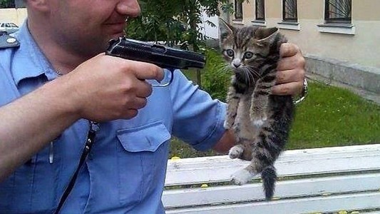 Condenado a dos años y seis meses de prisión por matar a un gato