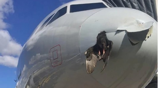 Video: así quedó un pájaro que se incrustó en el fuselaje de un avión
