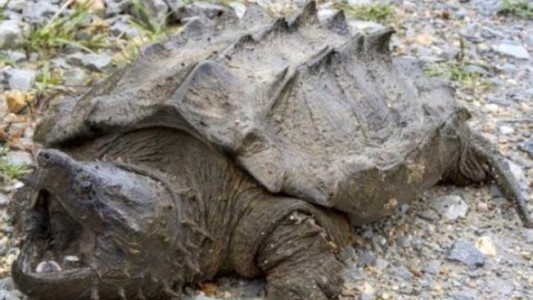 Hallaron la primera tortuga cocodrilo mordedora en estado salvaje en 30 años