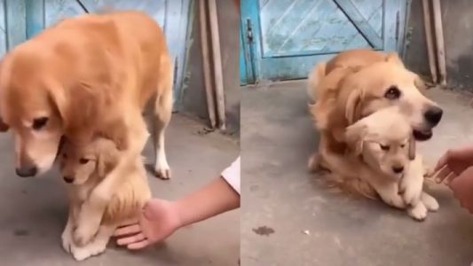 Ternura vidal: la perra que protege a su último cachorrito para que no se lo saquen
