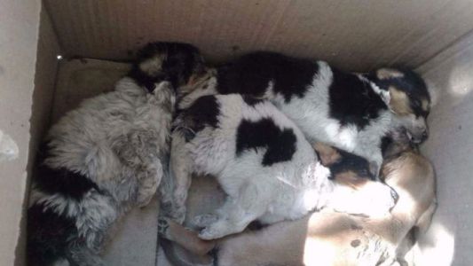 La foto que duele: abandonaron cuatro cachorros en una caja y murieron sofocados por el calor