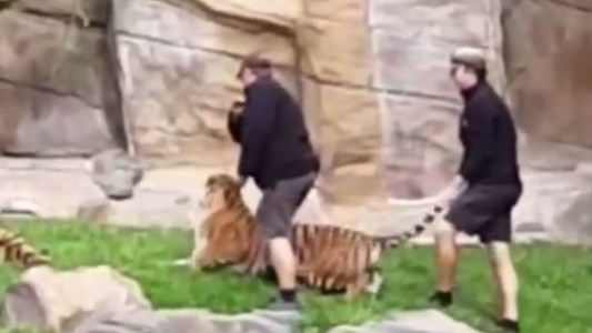 Video documento: así maltratan unos cuidadores a un tigre en un zoo de Australia