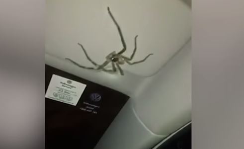 La reacción de una conductora al encontrar una enorme araña sobre su cabeza