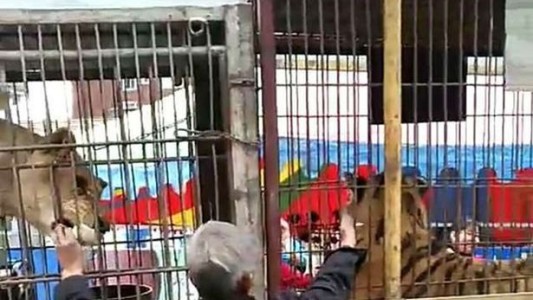 Video: metió la mano en la jaula y un tigre lo mordió