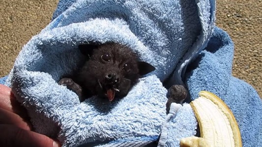 El increíble mirciélago bebé que se cree monito: lo enloquecen las bananas