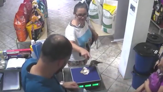Viral: fue a pagar y un pájaro le robó la plata
