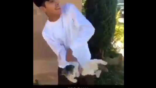 Polémica en las redes por el video de un adolescente que tira a un gato por los aires