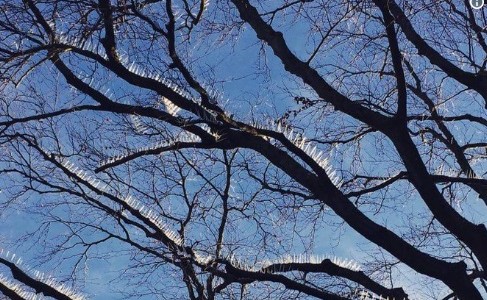 Instalan pinches en los árboles para evitar que los pájaros defequen sobre los autos