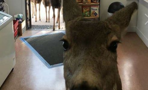 Ciervos atrevidos: le dan un dulce a la mamá y vuelve con su cría