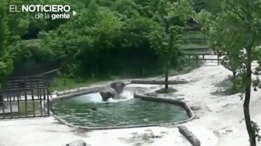 El rescate del elefante bebé y la cacatúa telefonista