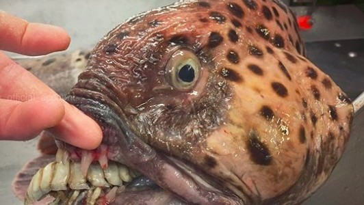 Las extrañas criaturas del mar de Barent