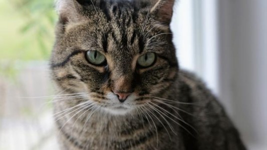 Indignación en España: hicieron estallar petardos en la boca de un gato, que debió ser sacrificado