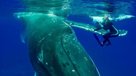 La heroica reacción de una ballena que salvó a una mujer del ataque de un tiburón