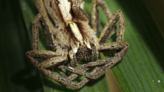 La extraña araña "alienígena" que tiene "16 patas"