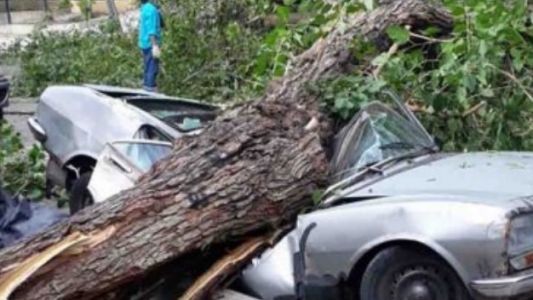 Estaba por vender el auto y se le cayó un árbol encima del vehículo
