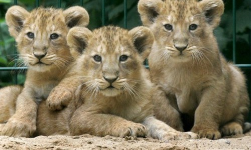 Un zoológico sacrificó nueve cachorros de león por falta de espacio